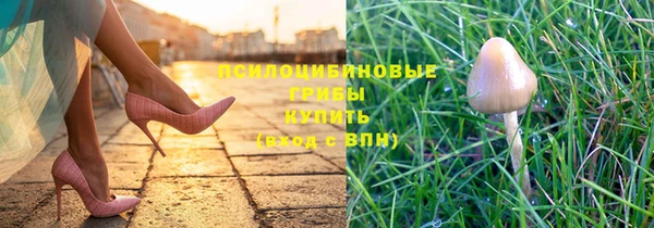 индика Абаза